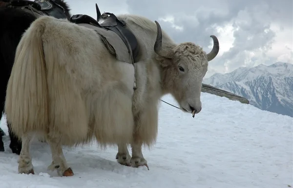 Yak en el Himalaya —  Fotos de Stock