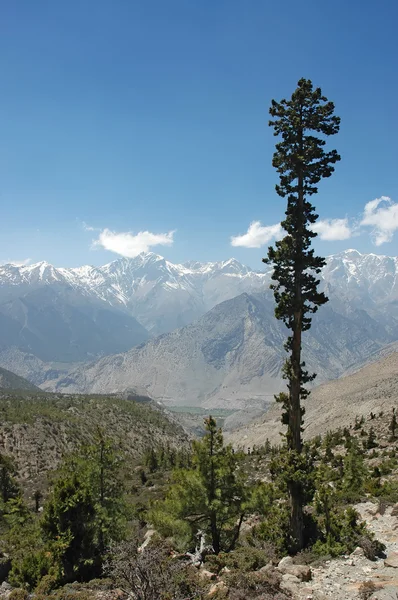 High juniper tree in Himalayan mountains. Stock Picture
