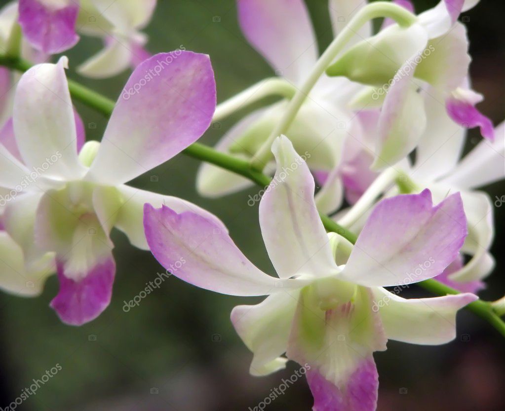 Violet orchids — Stock Photo © bhairav 5913468