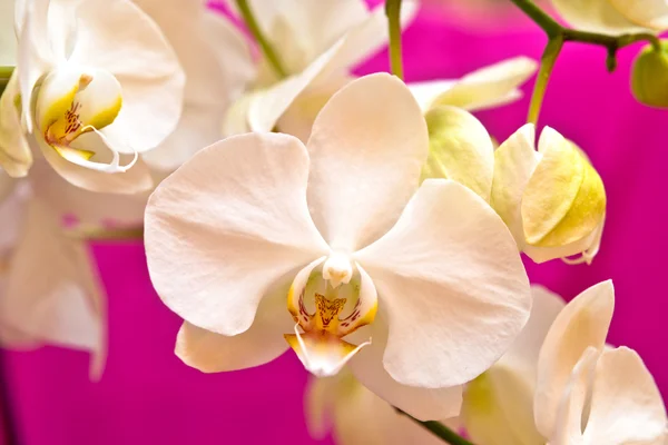 Орхидея на розовом фоне — стоковое фото