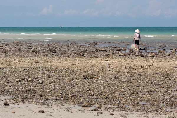 Cockle cueillette près de la mer — Photo