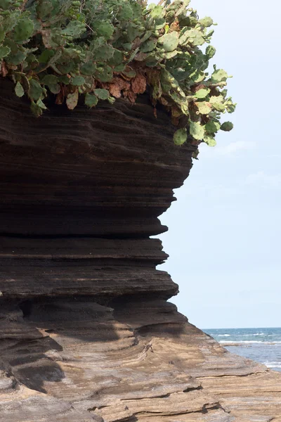 火山岩石形成与仙人掌 — 图库照片