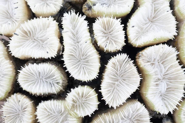 Close-up of white coral