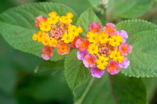 Pequenas flores multi-coloridas — Fotografia de Stock
