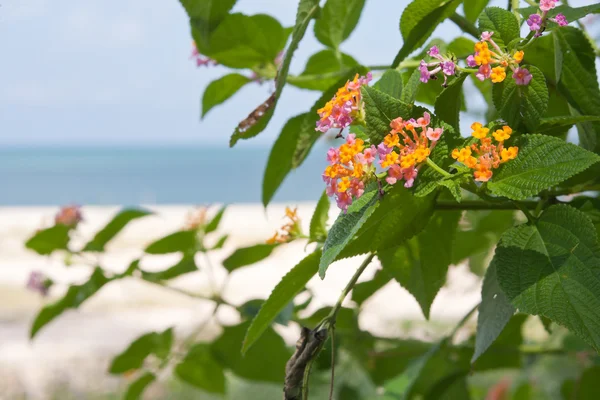 stock image Plant with multi-colored flowers