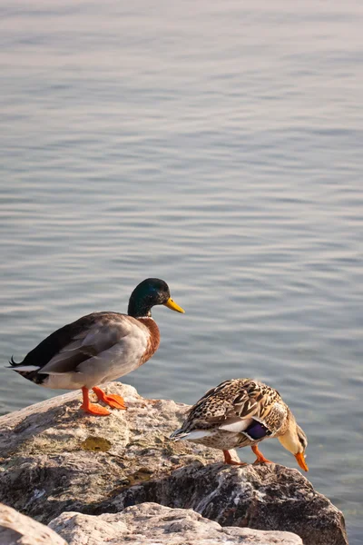 stock image Ducks ready to jump into sea