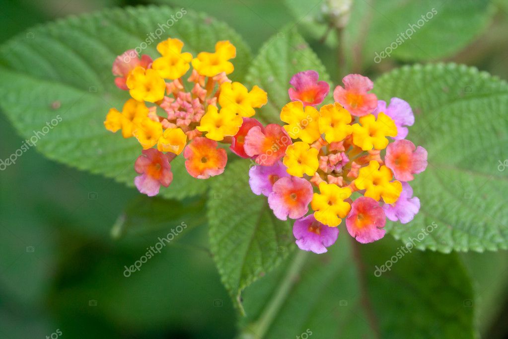 Tiny multi-colored flowers — Stock Photo © stockhouse #5631702