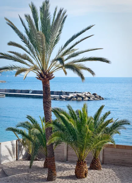 Küçük palmiye ağaçlarında Fransız Rivierası — Stok fotoğraf