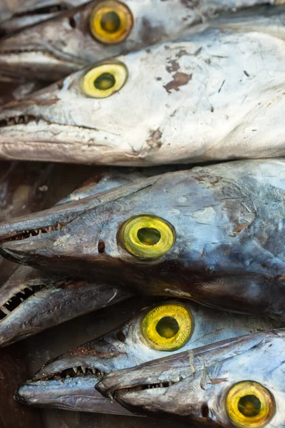 Varios asiático cinta pescado —  Fotos de Stock