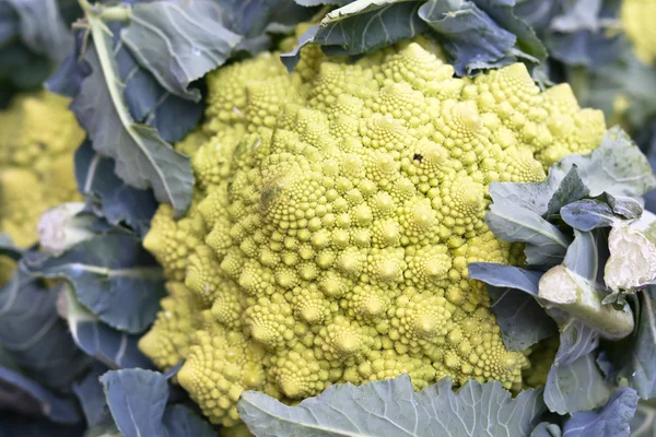 Fractal Romanesco cabbage Stock Image