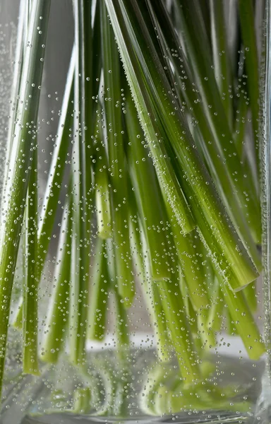 stock image Stems&bubbles