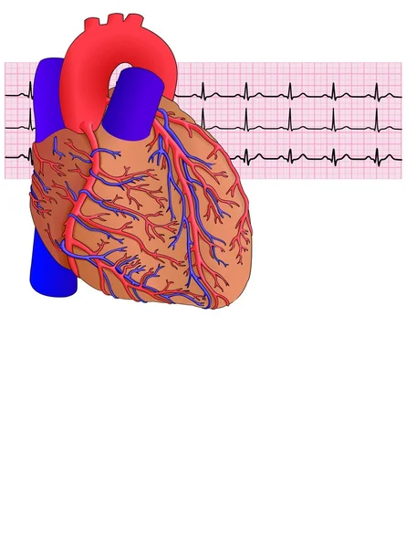 Cardiologia — Vettoriale Stock