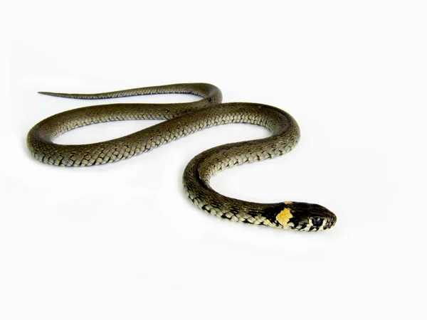 Serpente — Foto Stock