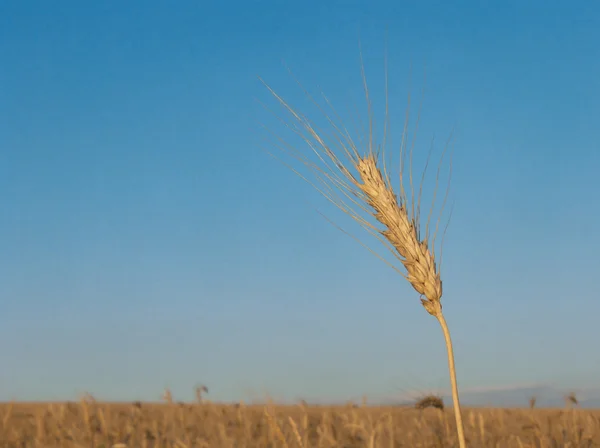 Золоте вухо пшениці — стокове фото