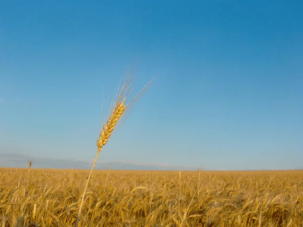 Stock image Ear of wheat against field and blue sky