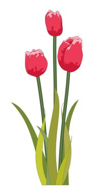 Tulips red clipart