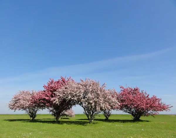 stock image Blossoms