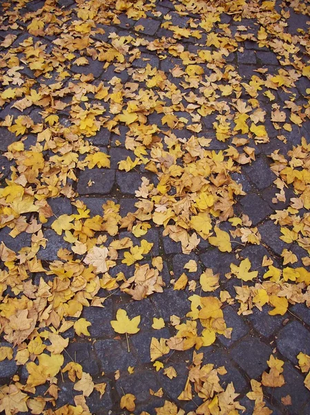 stock image Autumn leaves