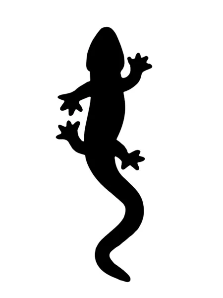 Gecko Illustration — Stock Photo, Image