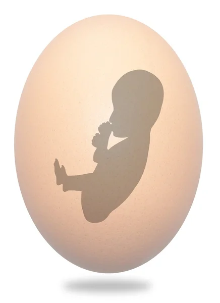 鸡蛋中的胎儿 — 图库照片