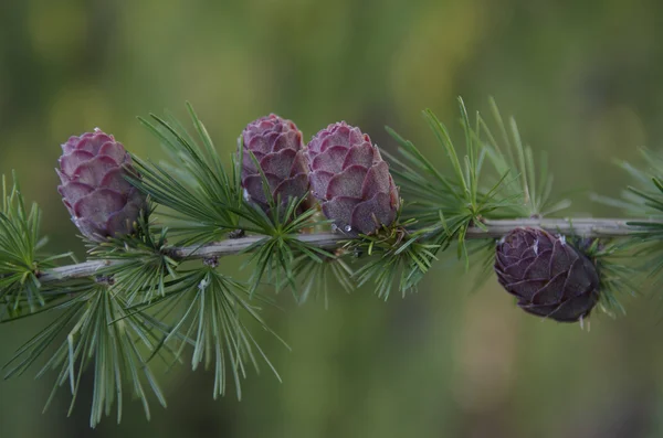 Cones on a larch branch horizontal view — Stock Photo, Image