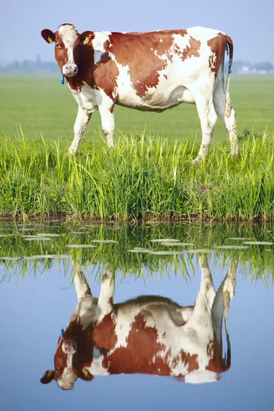 Kráva na pastvě pole — Stock fotografie