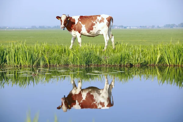 Ko på bete fält — Stockfoto