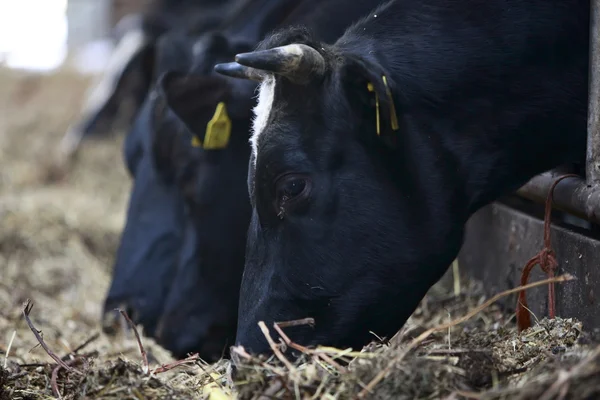 Alimentación de vacas —  Fotos de Stock
