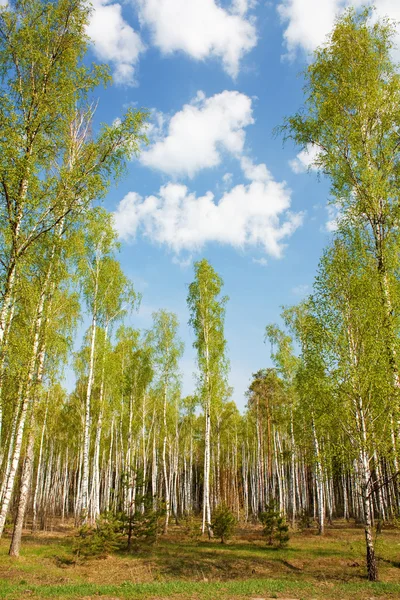 stock image Birch grove