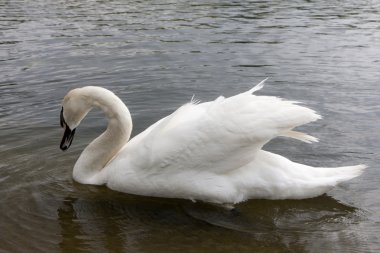 Beyaz Kuğu Gölü hyde Park, İngiltere.