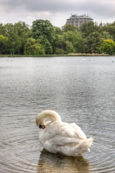 Beyaz Kuğu Gölü hyde Park, İngiltere. — Stok fotoğraf