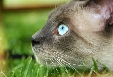 Cat close up, photo taken in natural environment clipart