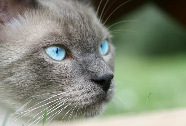 Cat close up, photo taken in natural environment — Stock Photo, Image