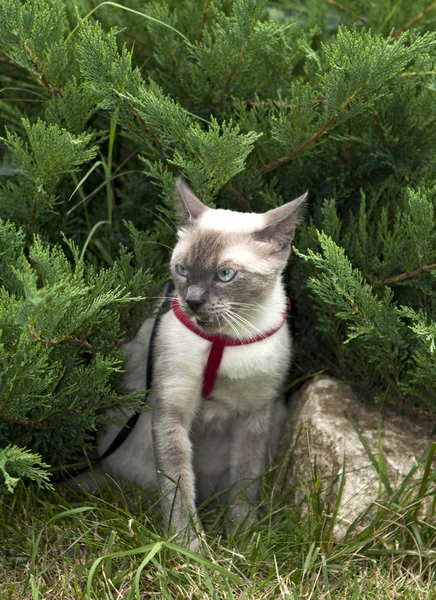 Kediyi yakın yerden, doğal ortamda çekilmiş fotoğrafı — Stok fotoğraf