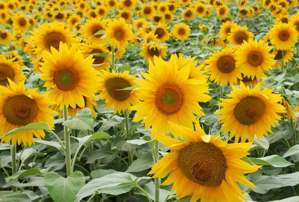 Sun flower field, close up — Stock Photo, Image