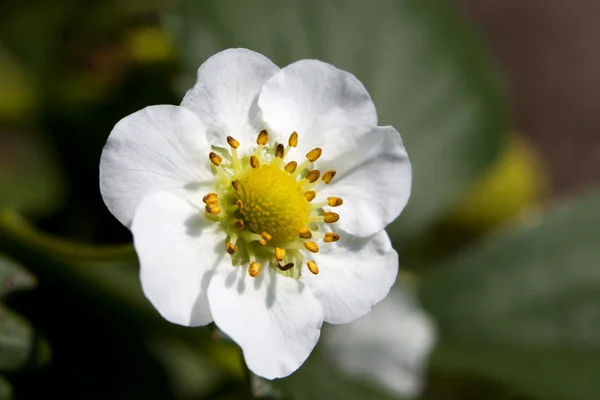 stock image Strawberry, flower