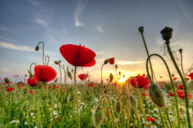 Field of poppies on a sunset clipart