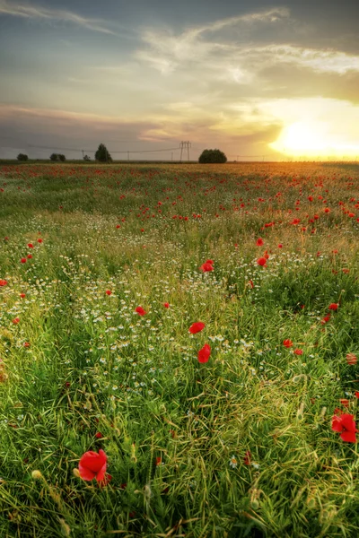 Poppies field at sunset — Stock Photo, Image