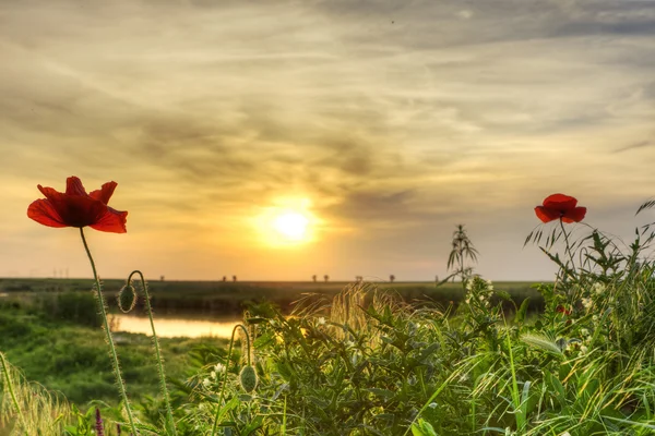 Red poppies at sunset — Stock Photo, Image