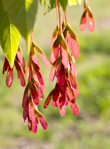 stock image Red maple seeds