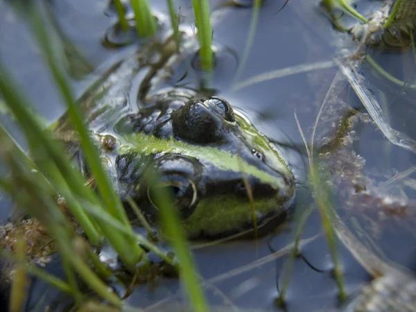 stock image Frog which is hidden