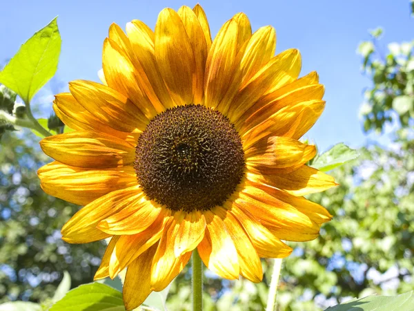 stock image Sunflower outdoor