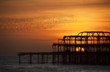 Flock of starlings over the West Pier in Brighton at sunset clipart