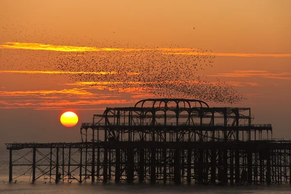 Flock of starlings over the West Pier in Brighton at sunset — Stock Photo, Image