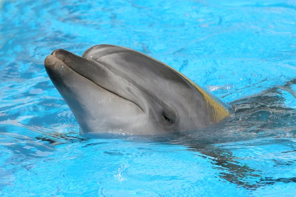 Sonrisa de delfín — Foto de Stock