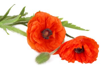 Flowers poppies isolated clipart