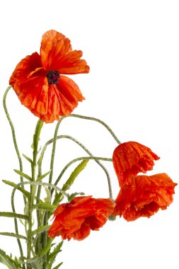 Flowers poppies isolated on a white background clipart