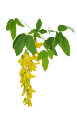 Flower of a yellow acacia clipart