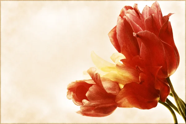 チューリップの花束とビンテージのカード — ストック写真