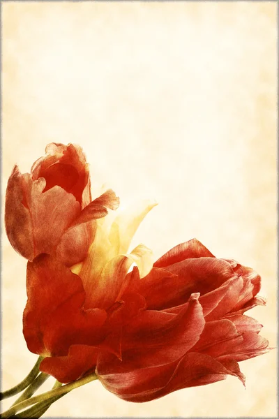Wzór karty z bukietem tulipanów — Zdjęcie stockowe